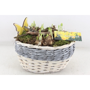 arr4 Narcis MB - Mand ovaal grijs/wit 338/3