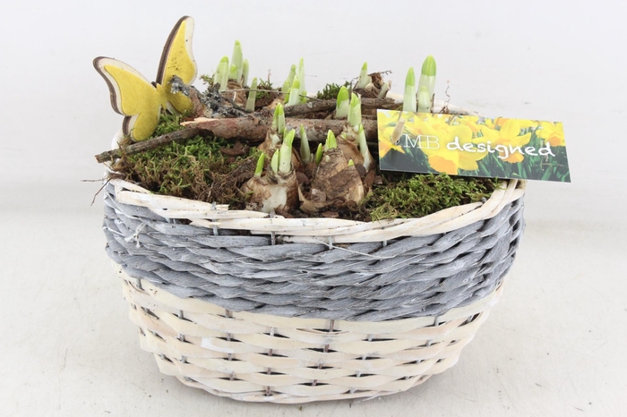 <h4>arr4 Narcis MB - Mand ovaal grijs/wit 338/3</h4>