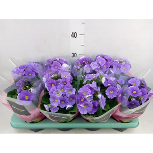 Primula obcon. 'Touch Me Dark Blue'