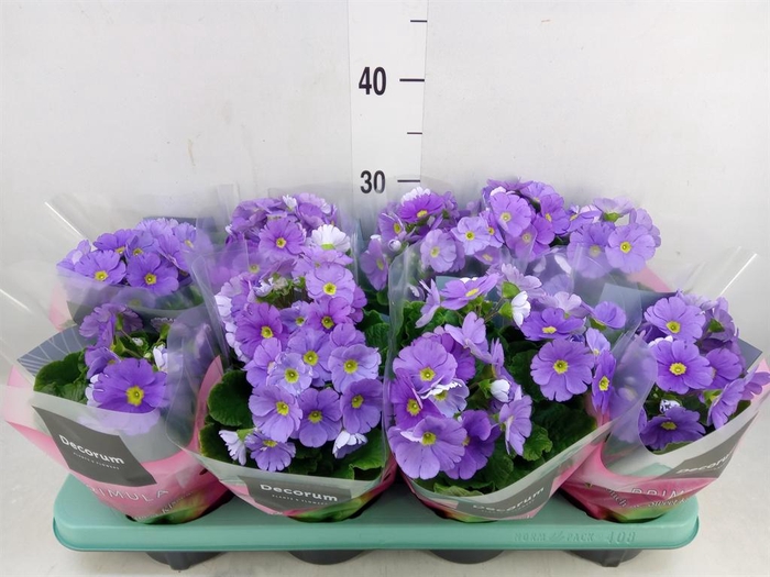 <h4>Primula obcon. 'Touch Me Dark Blue'</h4>