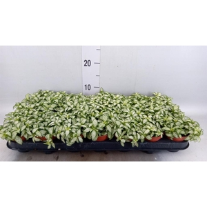 Fittonia  'Mosaic White Forest Fla'