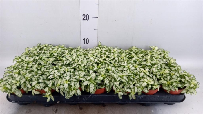 <h4>Fittonia  'Mosaic White Forest Fla'</h4>