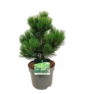 Pinus held. 'Compact Gem'