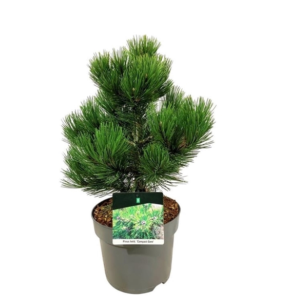 <h4>Pinus held. 'Compact Gem'</h4>