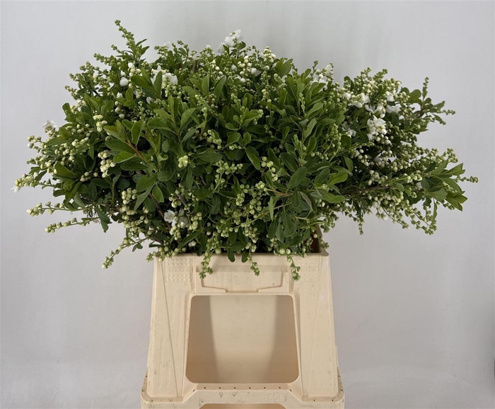 <h4>Exoc Mag Springtime</h4>