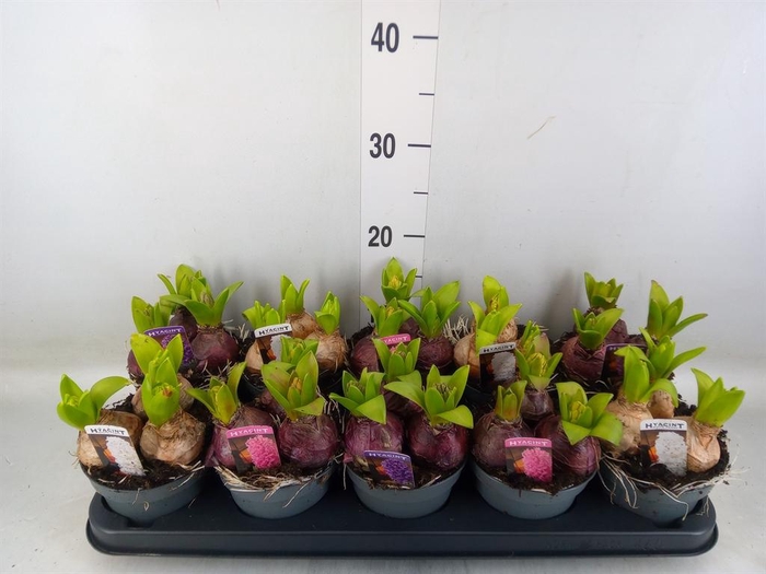 <h4>Hyacinthus orie. 'Pearl'  ...mix  3</h4>