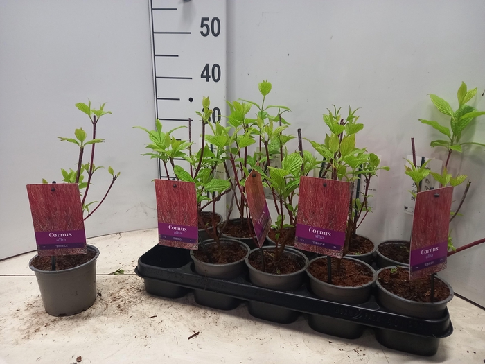 <h4>CORN ALBA SIBIRICA</h4>