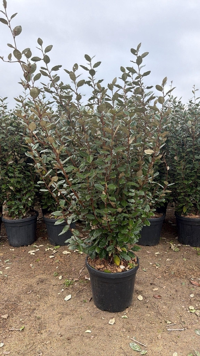 <h4>ELAE EBBINGEI</h4>