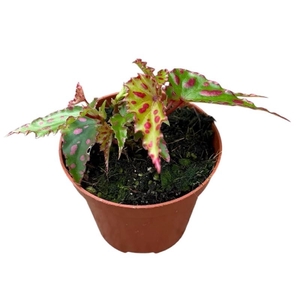 Begonia Pink Dottie