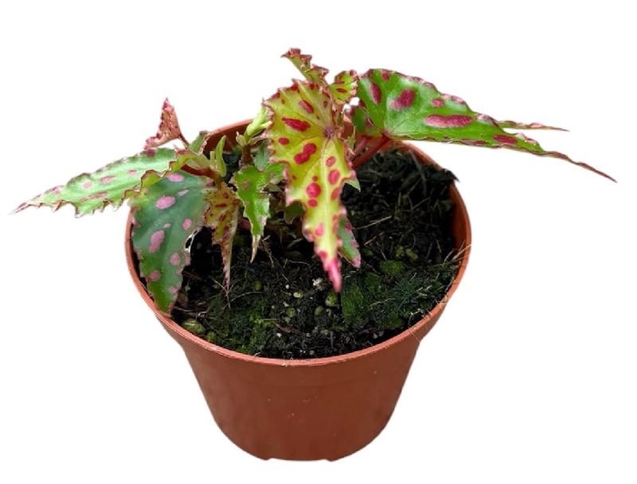 <h4>Begonia Pink Dottie</h4>