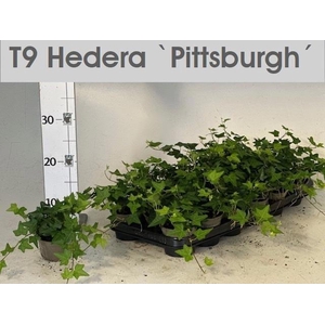 HEDERA PITTSBURGH P9