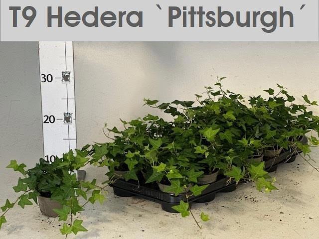 <h4>HEDERA PITTSBURGH P9</h4>