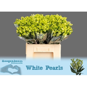 ALST FL WHITE PEARLS