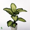 Dieffenbachia seg. 'Lemon Tropic'