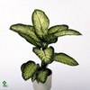 Dieffenbachia Lemon Tropic