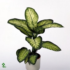Dieffenbachia seg. 'Lemon Tropic'