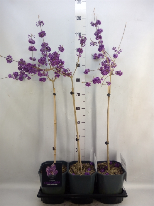 <h4>Callicarpa bod. 'Profusion'</h4>