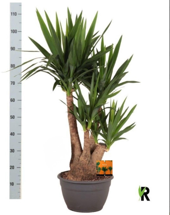 <h4>YUC ELEPHANTIPES</h4>