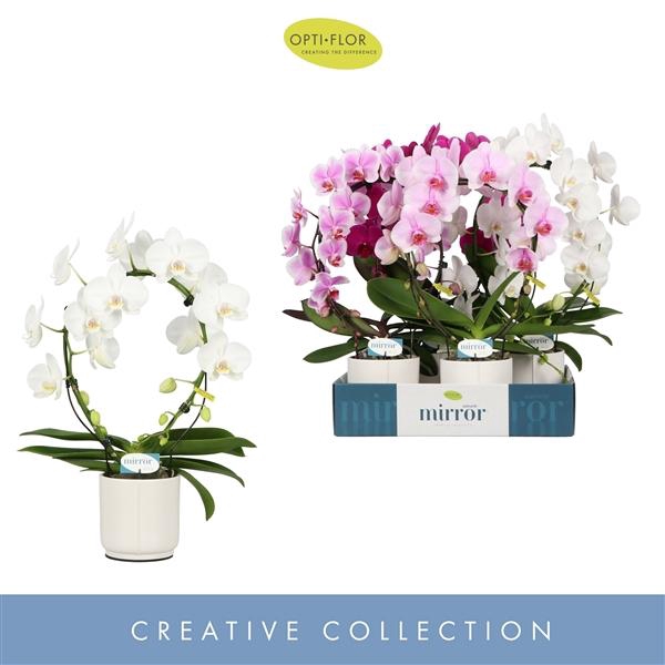 <h4>Mirror Miracle Mix 2 spike in Lazio White</h4>