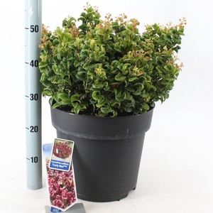 Leucothoe axillaris Curly Red