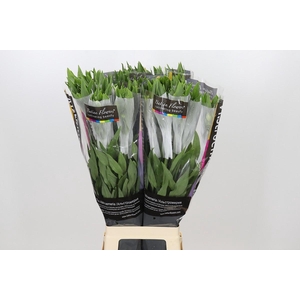 Alstroemeria Polar
