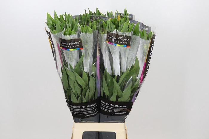<h4>Alstroemeria Polar</h4>