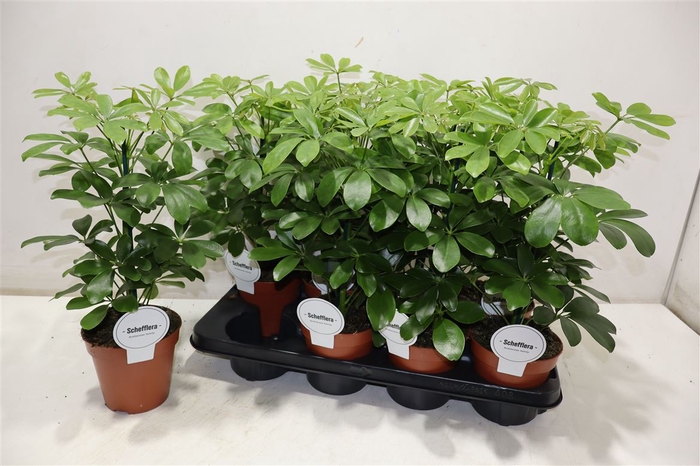 <h4>Schef Ar Nora</h4>