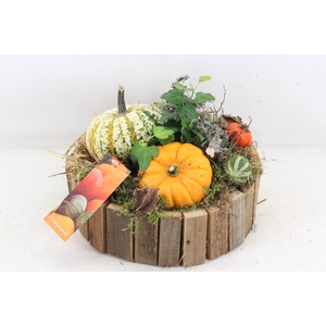 arr4 Sierfruit MB - Hout rond latjes x2