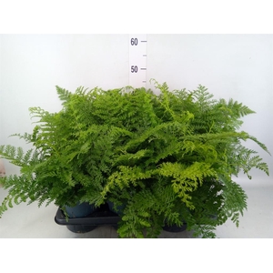 Asplenium  'Parvati'