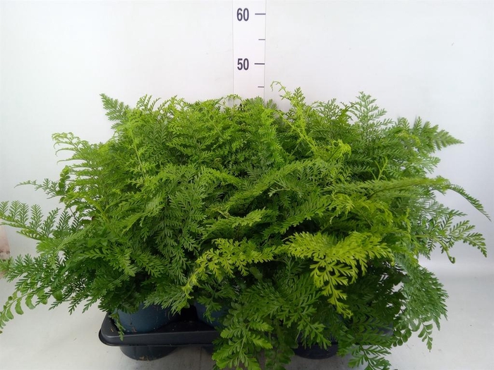 Asplenium  'Parvati'