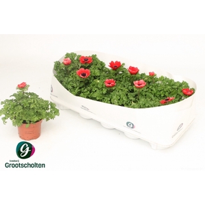 Anemone Harmony Scarlet 10,5Ø 20cm