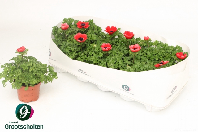 Anemone Harmony Scarlet 10,5Ø 20cm