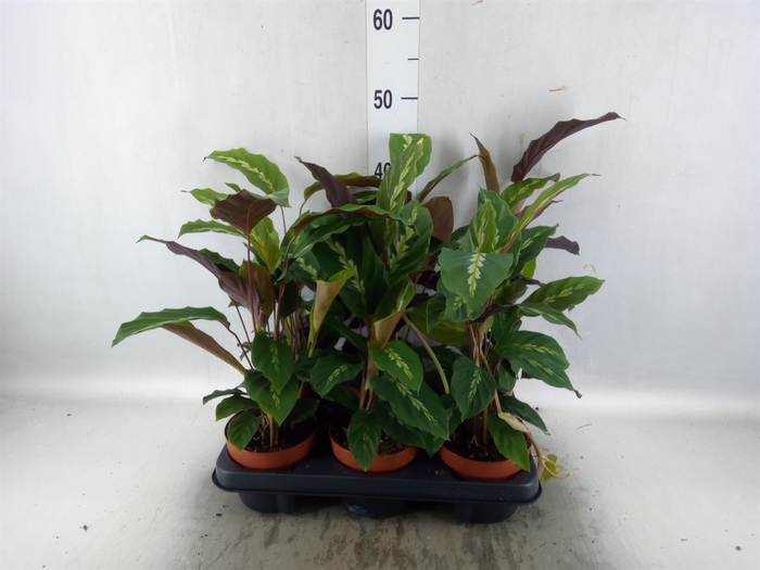 <h4>Calathea   ...</h4>