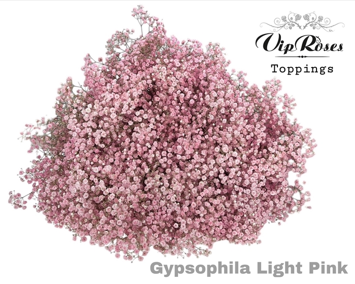 GYPS PA LIGHT PINK