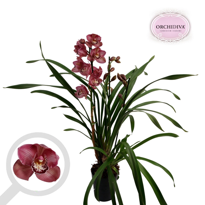<h4>Cymbidium Bed Rock 3-4 tak</h4>