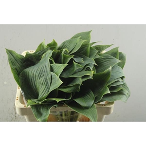 Deco Gr Hosta Groen