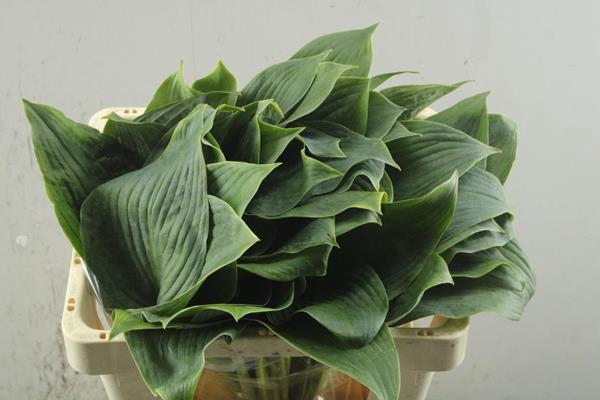 <h4>Deco Gr Hosta Groen</h4>