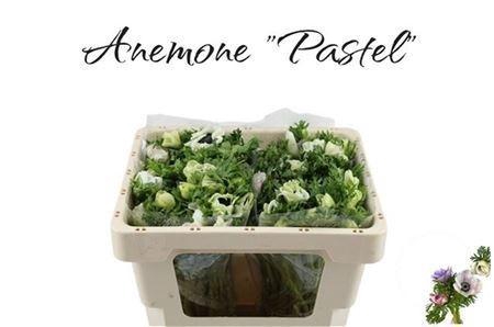 <h4>Anem Co Galil Pastel</h4>