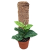 Overig planten Rhaphidophora Korthalsii Variegata