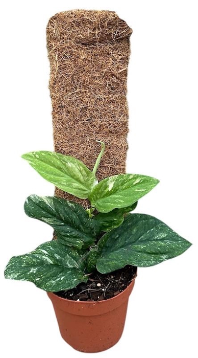 Overig planten Rhaphidophora Korthalsii Variegata