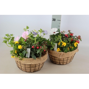 ARR GARDEN MESH X1