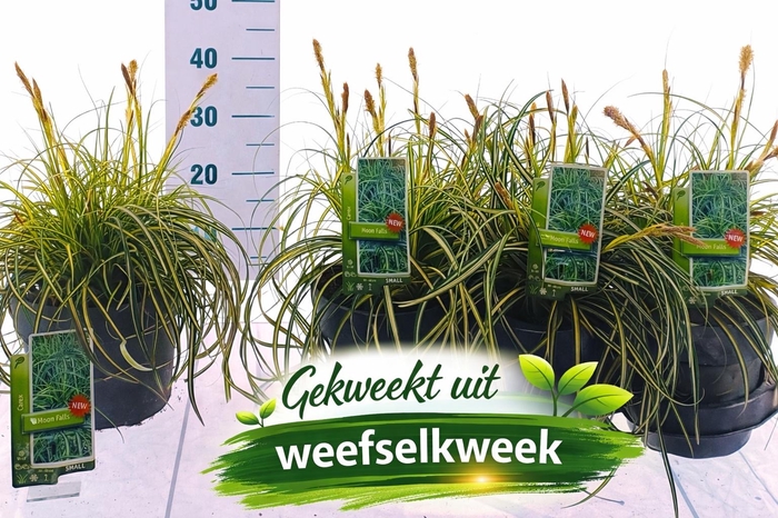 <h4>CARE OSHIMENSIS</h4>