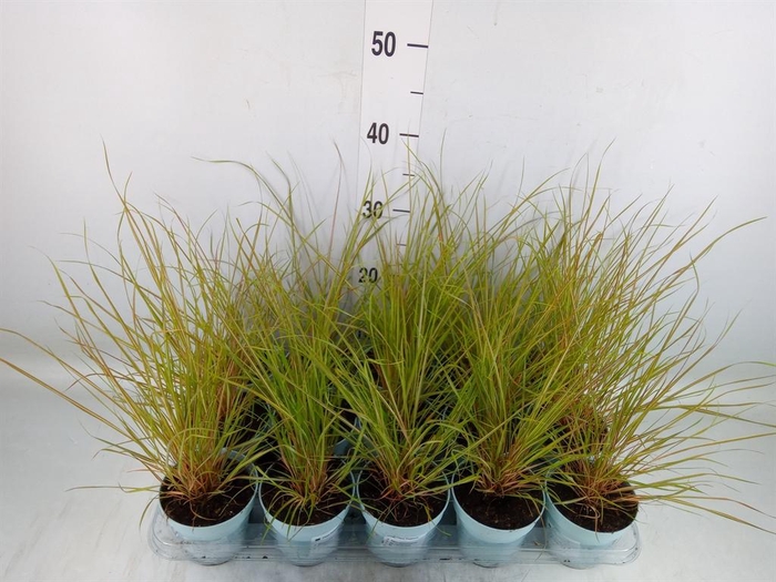 <h4>Stipa calamagrostis</h4>