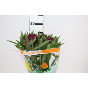 ALSTROEMERIA POMPEII 080 CM