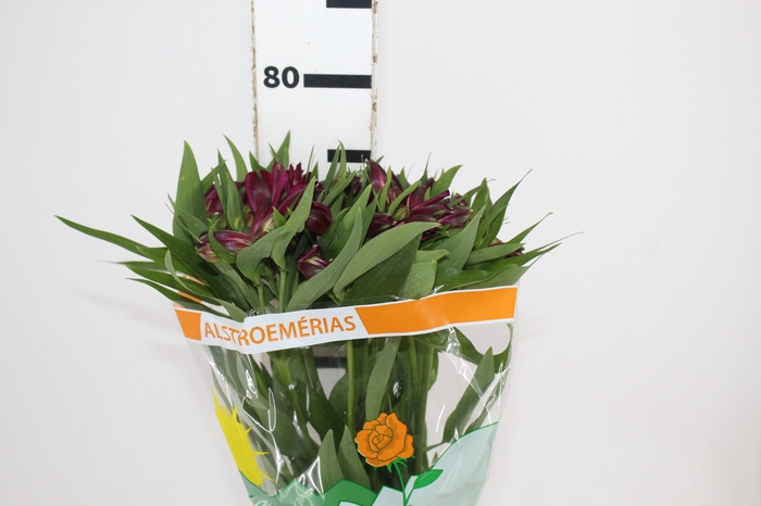 <h4>ALSTROEMERIA POMPEII 080 CM</h4>