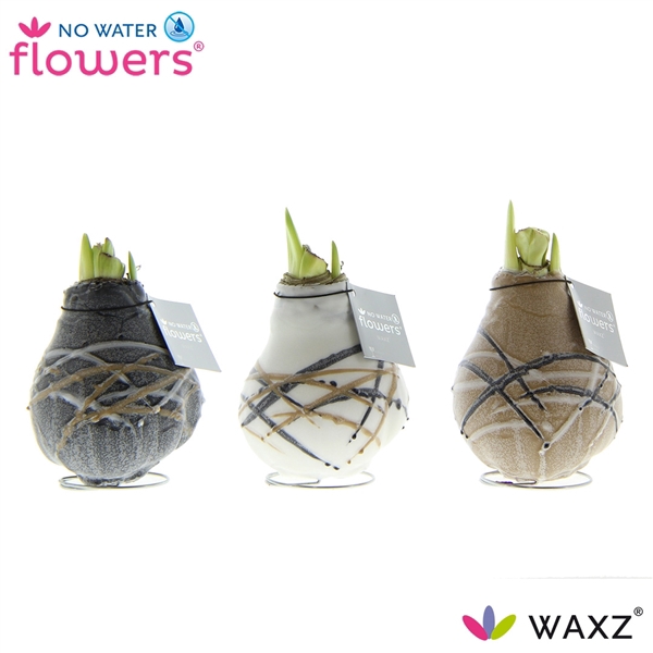 <h4>Hipp Waxz Art Rembrandt</h4>