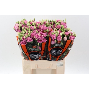 Eus G Rosi Rose Pink