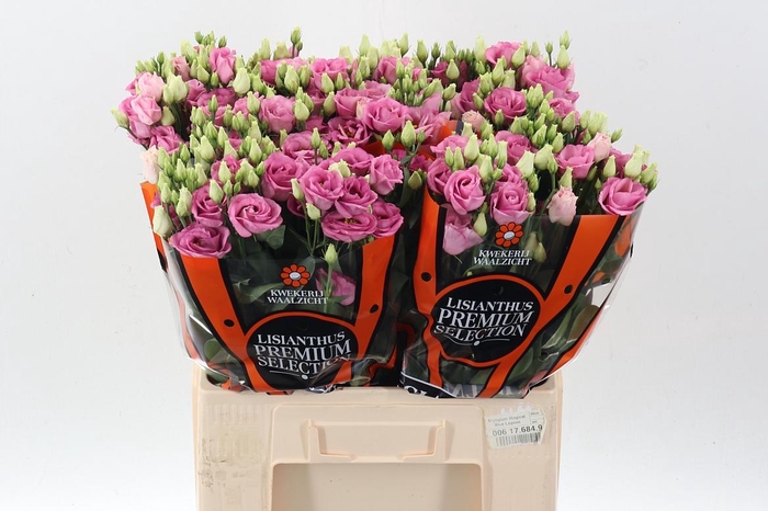<h4>Eus G Rosi Rose Pink</h4>