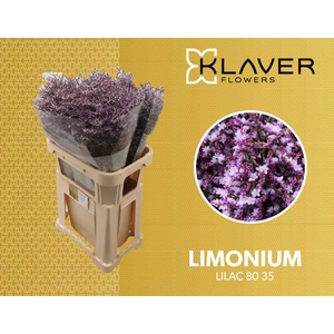 Limonium Safora Lilac Klaver