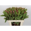Protea Robijn